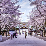 東京の開花宣言の基準はココ！桜の名所「靖国神社」を参拝しよう