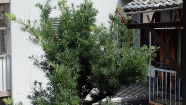 バルコニーからの眺望 / 10