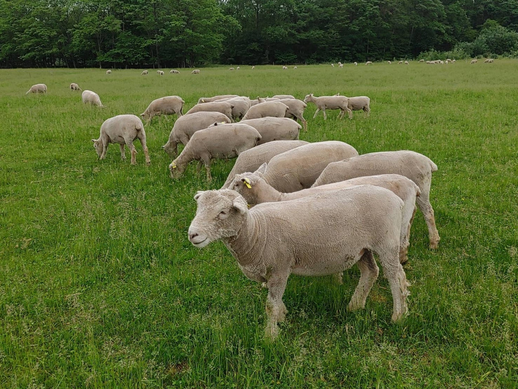 羊がいっぱい！まだ産まれて間もない仔羊もいた