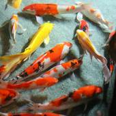 和風旅館 峯（山梨県 旅館） / 5