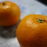 白孔雀食堂(シロクジャクショクドウ)