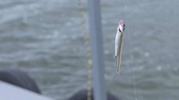 釣り / 1