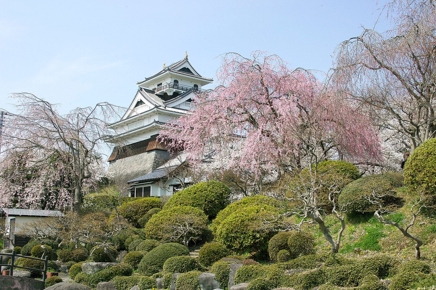 上山城桜