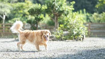 ペット同伴可 / 2