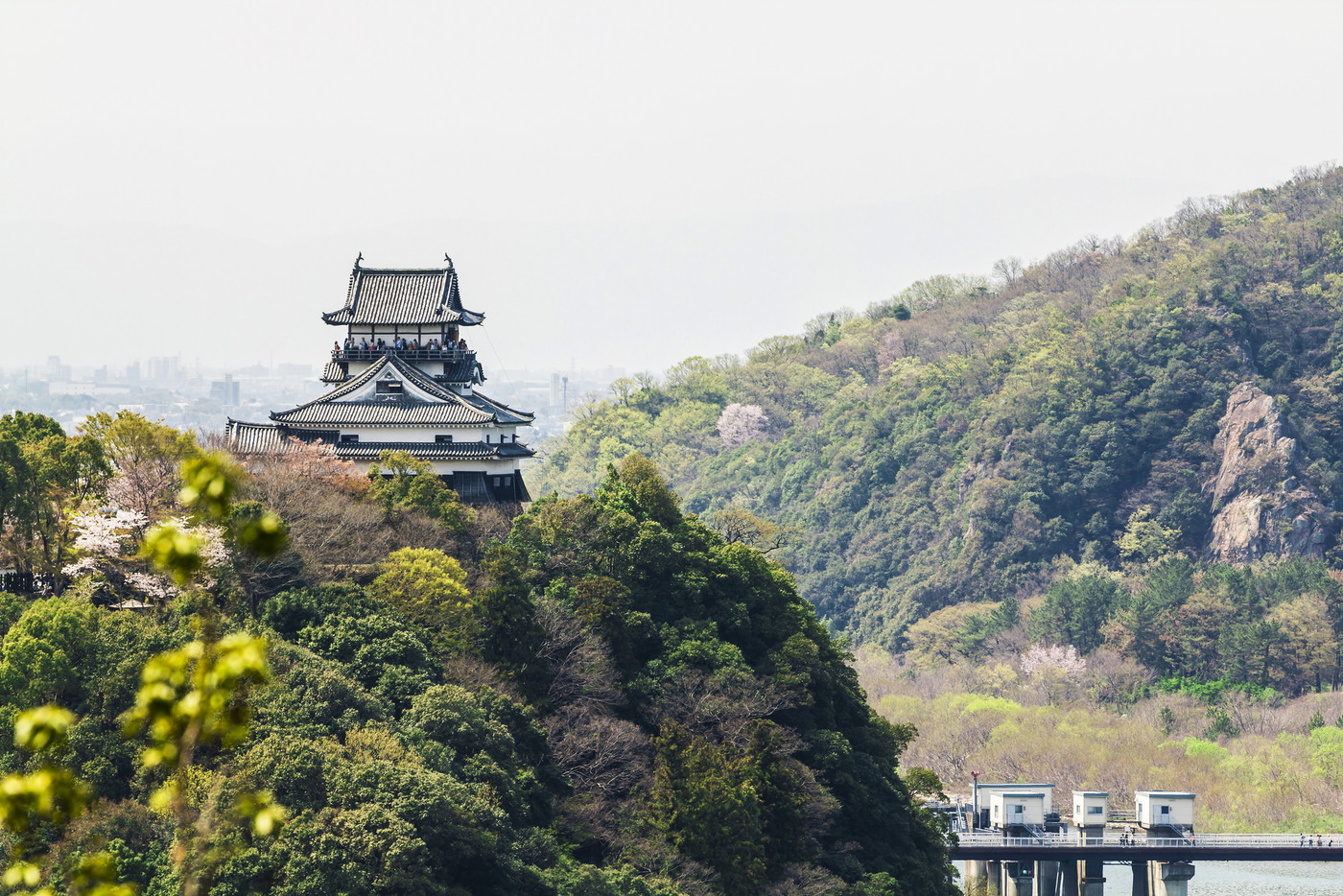 愛知県　犬山城　春