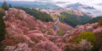 奈良観光「日本一の桜」と称される吉野山にお花見へ行きませんか？
