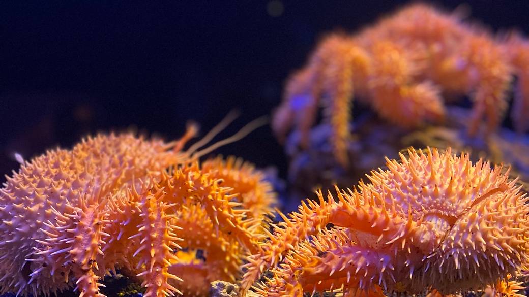 神秘の世界
深海水族館を満喫
 / 2