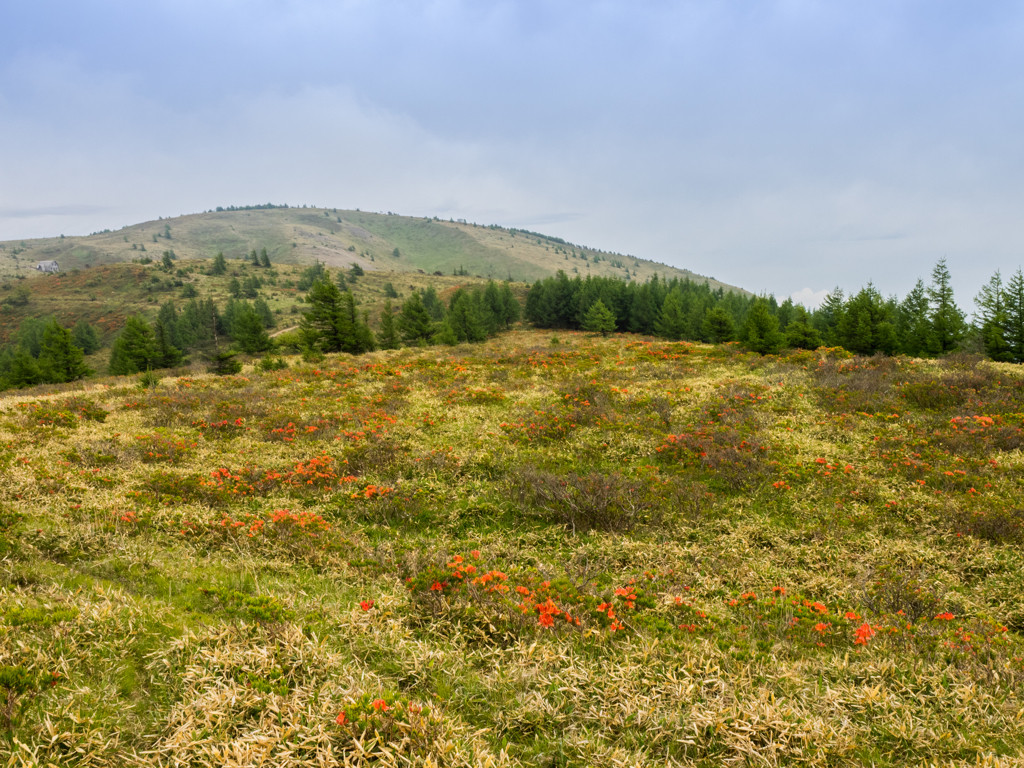 4.車を降りて約15分で山頂「鉢伏山（はちぶせやま）」4235646