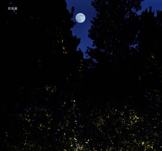 月の光を浴びながら
寛ぐ夜の時間 / 2