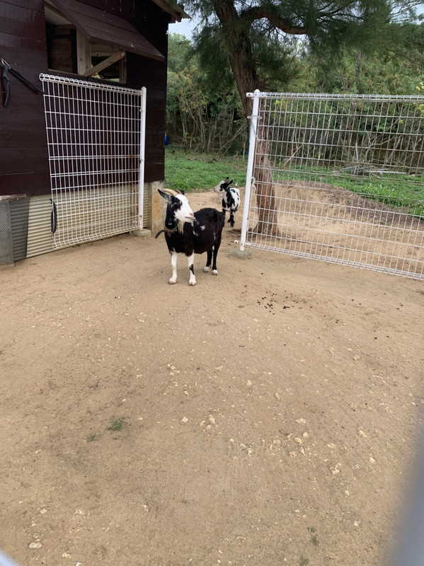 敷地内にヤギがいました