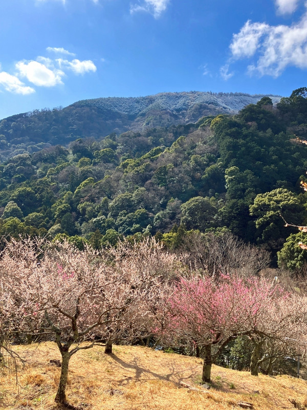 幕山公園①