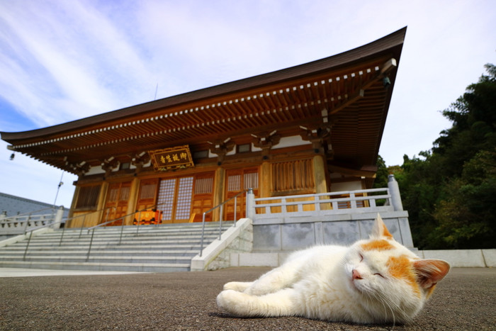 猫好きなら一度はお参りしたい！福井の猫寺「御誕生寺（ごたんじょうじ