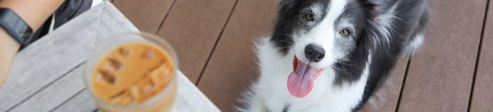 熱海のペットと泊まれるホテル&旅館5選♪旅行は愛犬愛猫と一緒に！