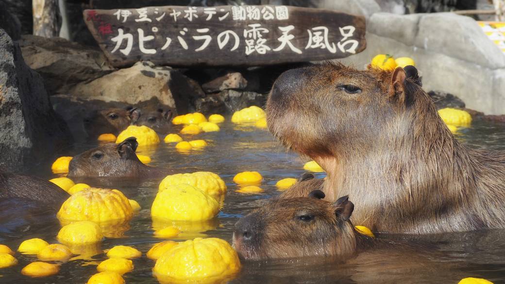 可愛い動物との
ふれあいを楽しもう / 2