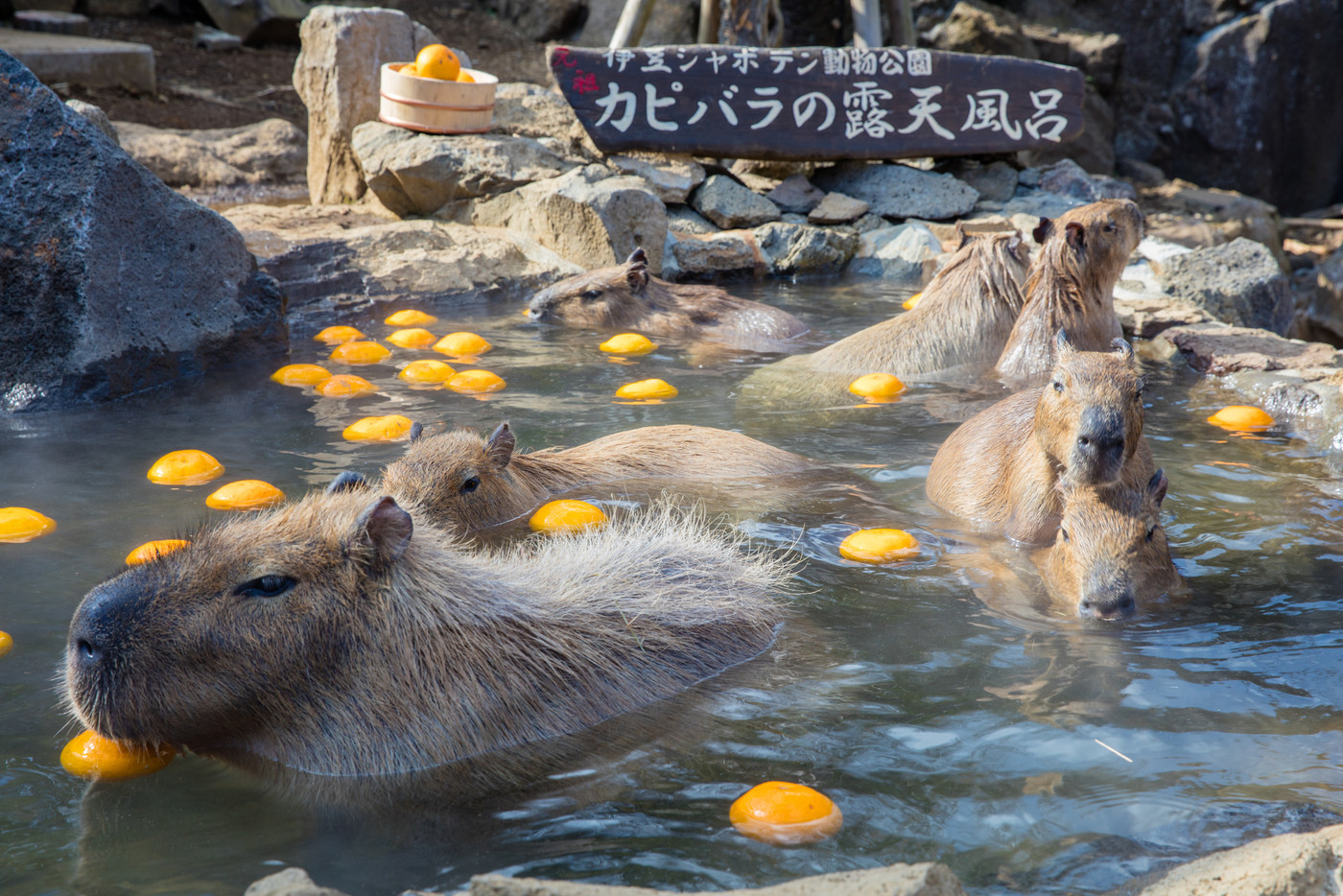 いざ、伊豆に大人旅へ！3628243
