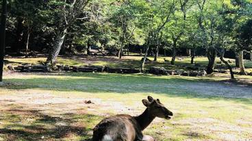 観光スポット / 13