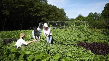 ファーマーズレッスン / 1