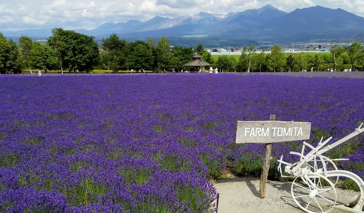 ファーム富田