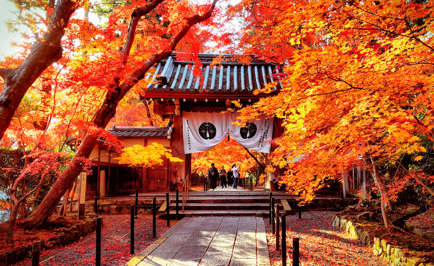 京都の光明寺の紅葉です。まさに盛秋ですね