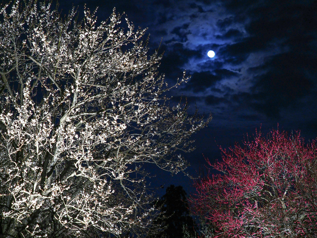 日本の秋 水戸偕楽園公園 もみじ谷の紅葉ライトアップ