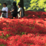 【関東】赤く染まる鮮やかな世界。非日常を歩く「彼岸花」の名所7選