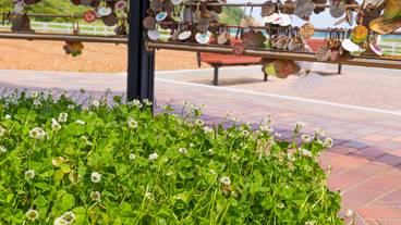 幸せの鐘 四つ葉のクローバー / 3