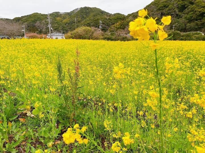 minatoya0711さんの写真 / 2