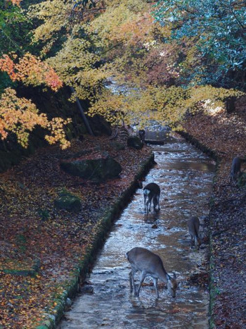 1）紅葉谷公園【宮島】727348