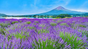 ランド ビュー / 14