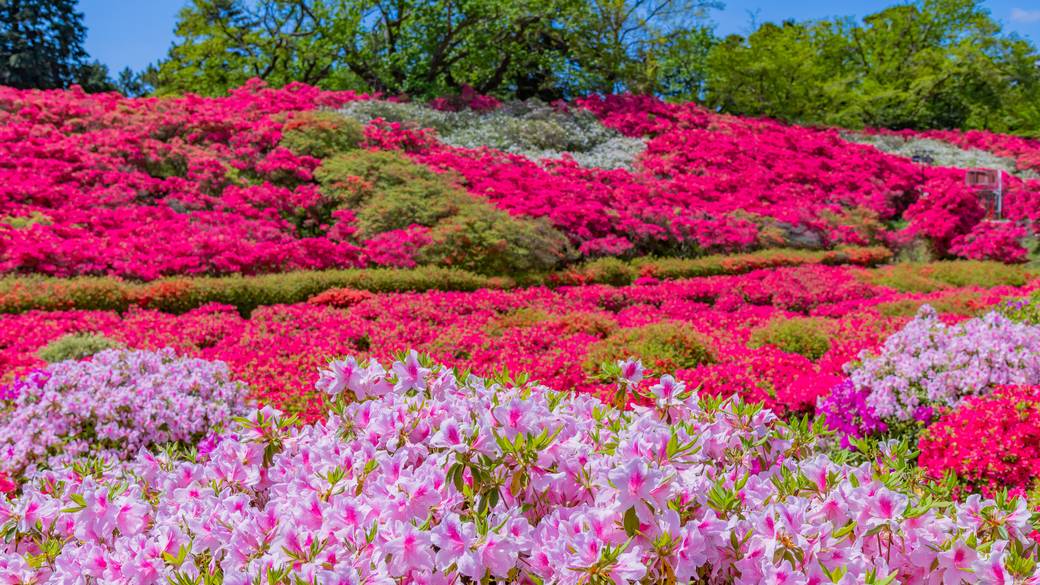 「小室山」のツツジ / 2