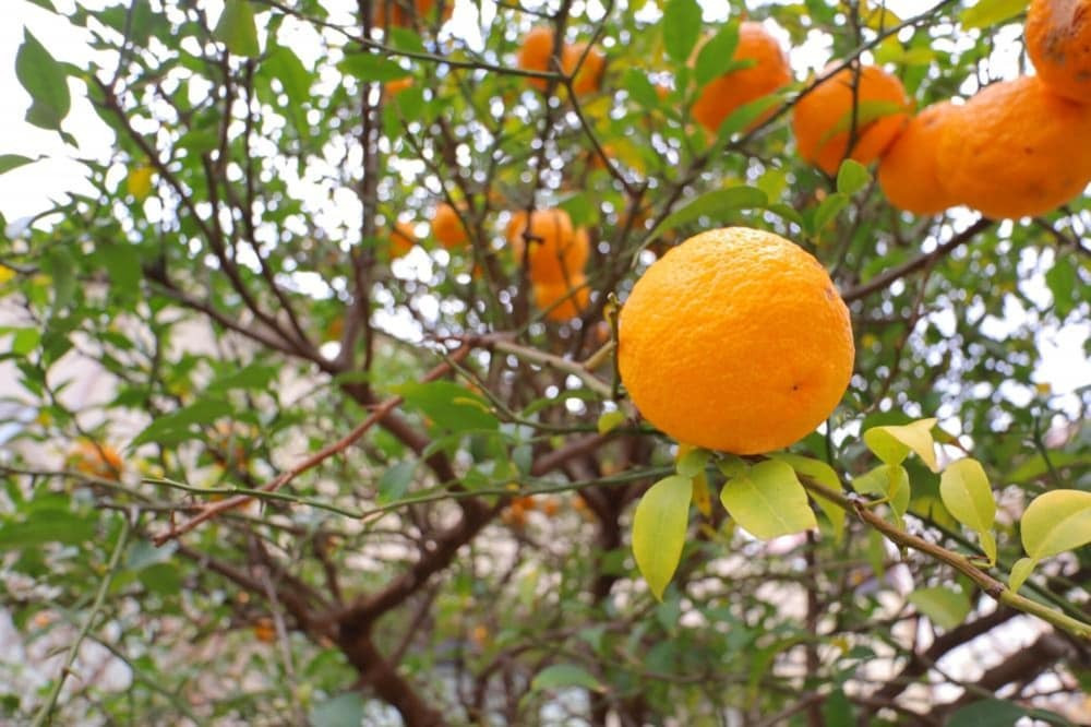 庭園