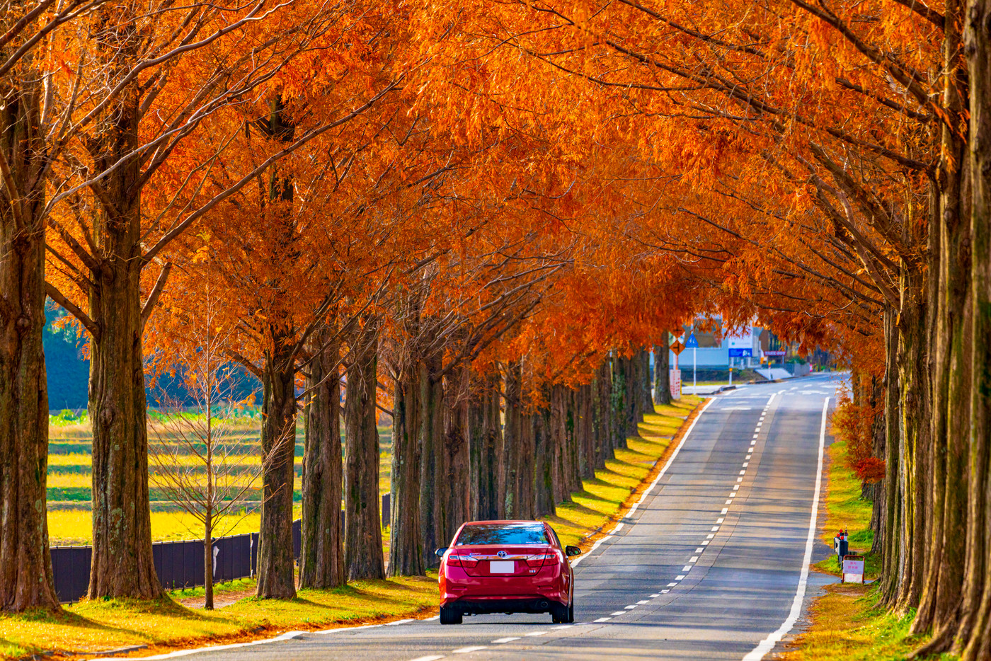 滋賀県　マキノ　メタセコイア並木　　