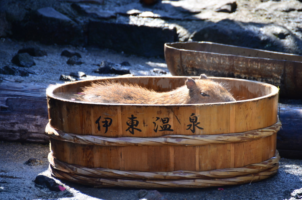 伊東温泉のあふれる魅力。実は本州1位の湧出量!3697064