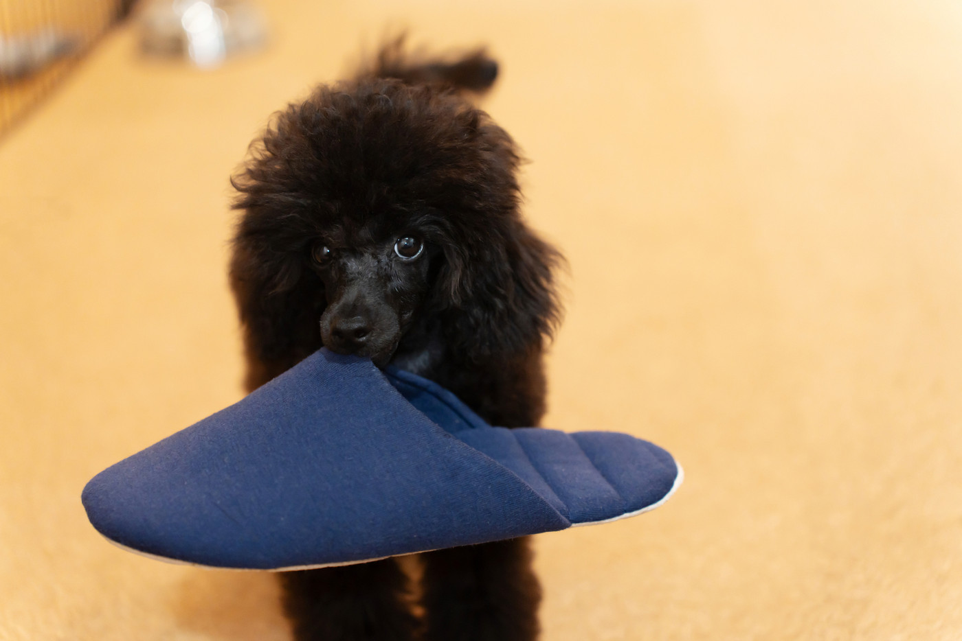 トイプードル　ブラック