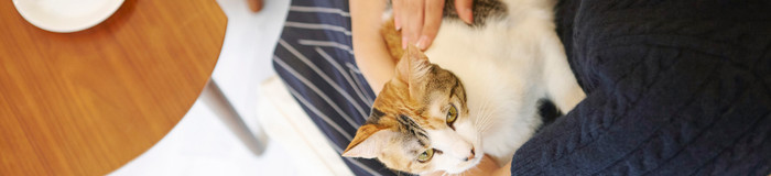 全国の猫と触れ合えるホテル・旅館7選!猫の手を借りて癒されよう♪