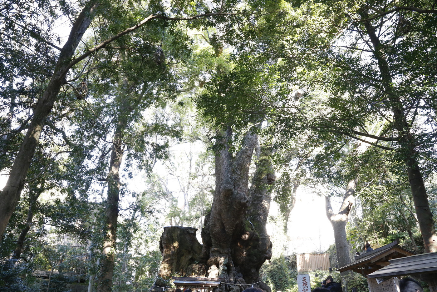 熱海来宮神社