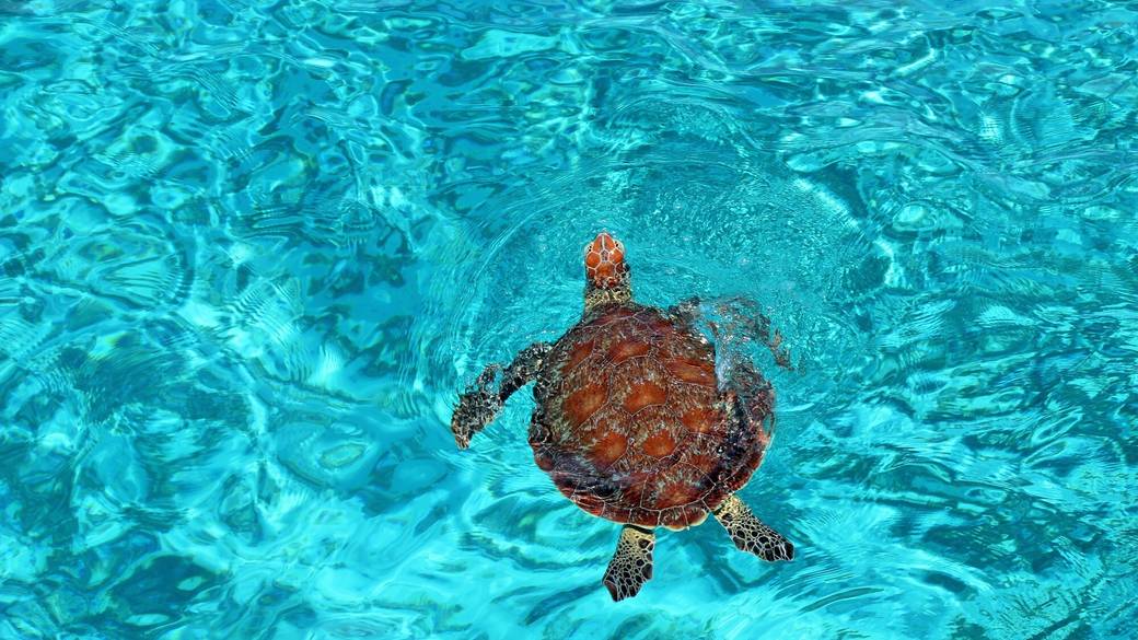 朝から元気に
シュノーケリング / 2