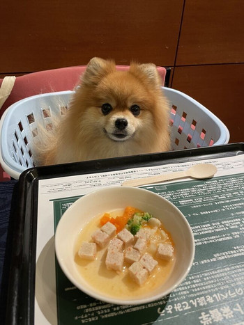 専用の庭や特別ディナーにワンちゃんも大喜び4240136