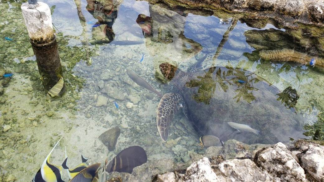 陸も海の動物も♪
触れ合って心を育む / 2