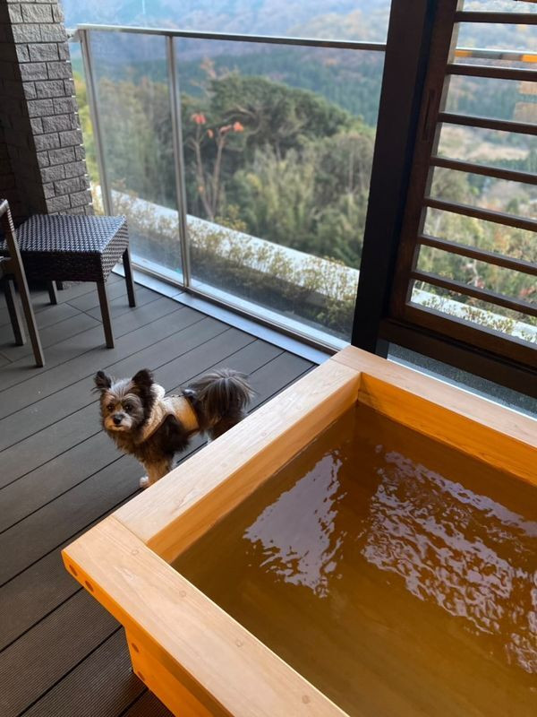 nico.pomapooさんの写真 / 1