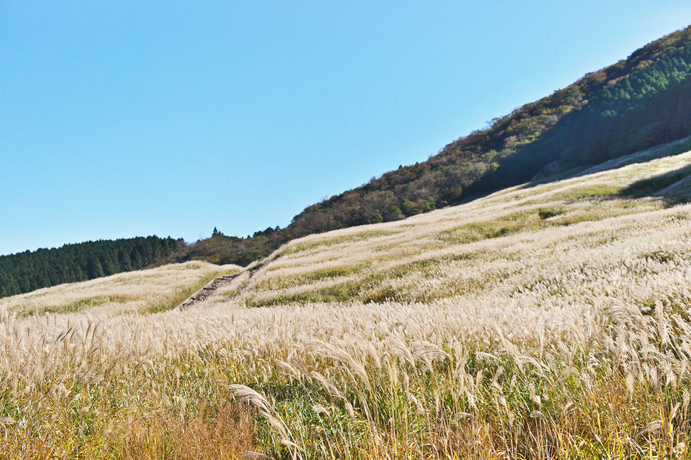 箱根　仙石原　ススキ