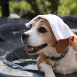 日光のペット旅を楽しく♪おすすめホテル&旅館11選