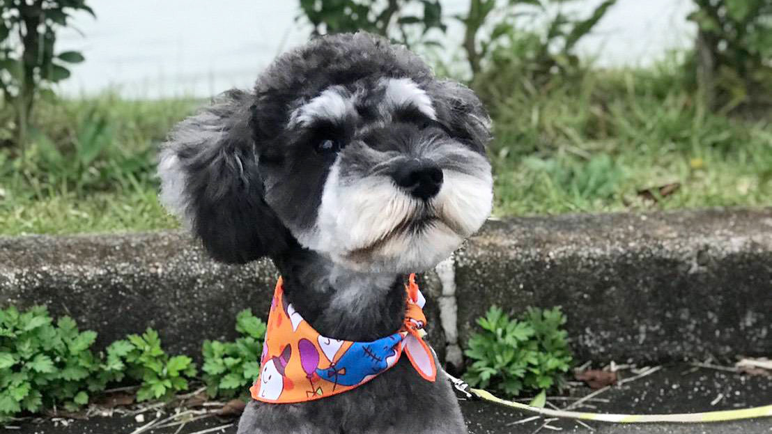 福島でペットと一緒に素敵な宿に泊まろう♡3965512