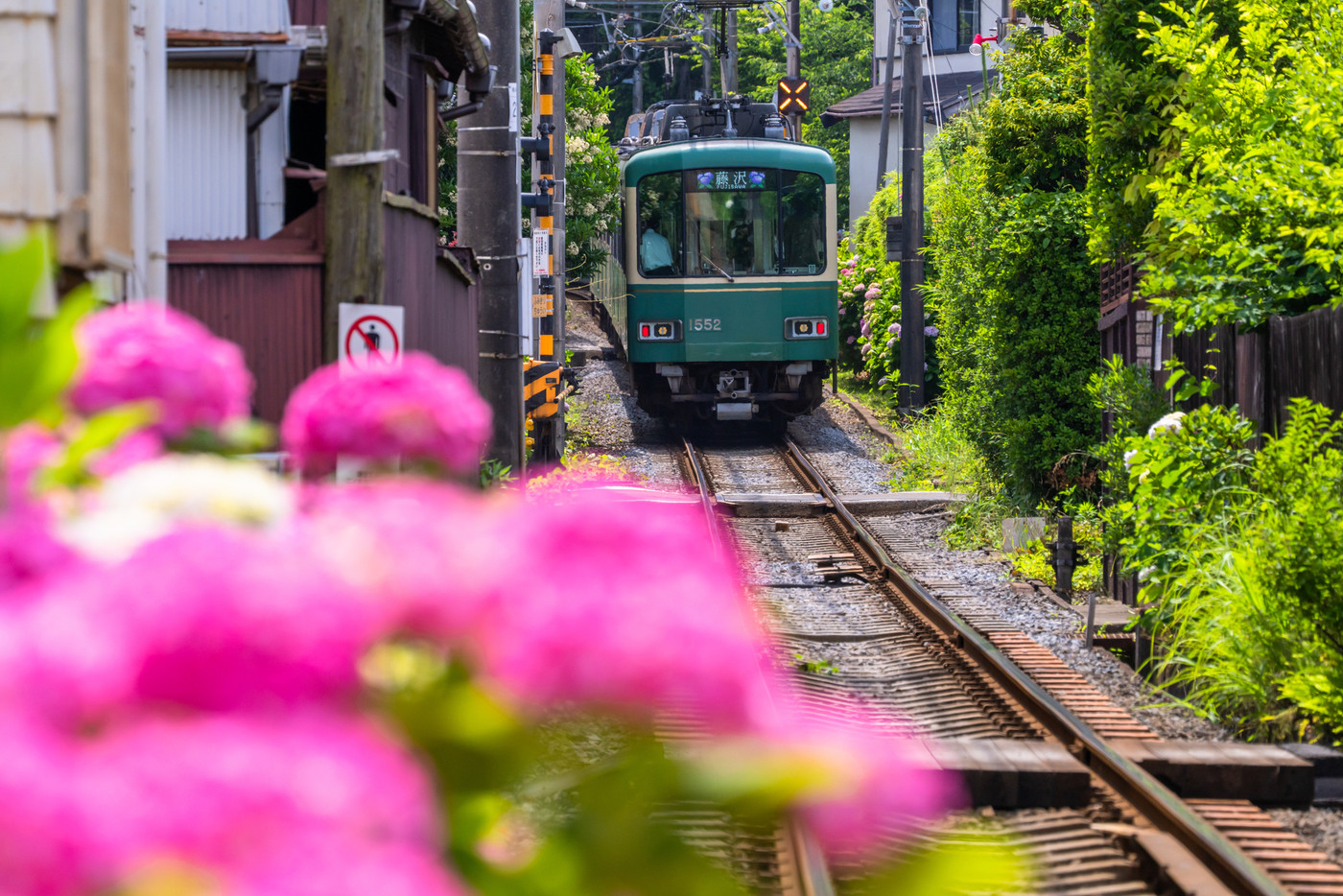 《神奈川県》江ノ電とあじさい・鎌倉の風景