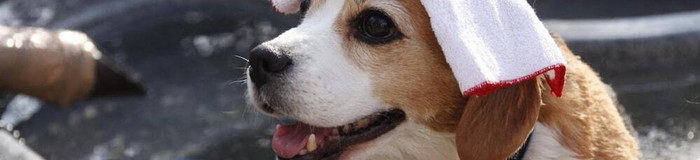 日光のペット旅を楽しく♪おすすめホテル&旅館11選