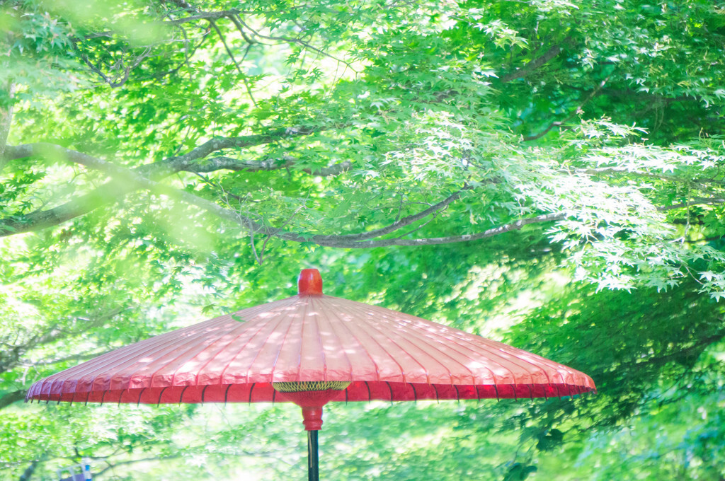 せっかくの京都ひとり旅。特別なホテルに泊まりませんか？4274984