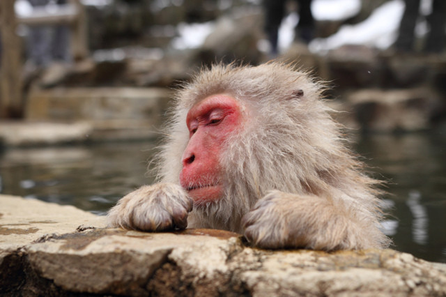 温泉につかる猿が外国人観光客に大人気！長野「地獄谷野猿公苑