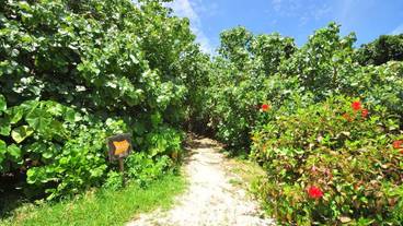 ビーチへの道 / 1