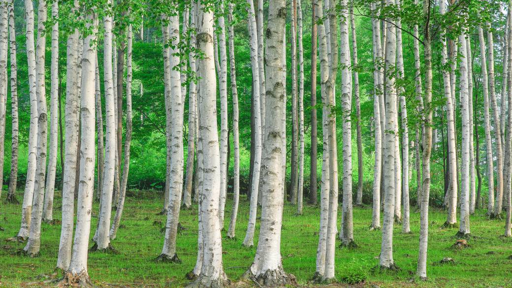 富良野の白樺並木 / 1