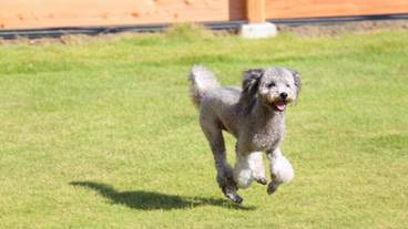 ペット同伴可 / 1